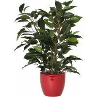 Mica Decorations Ficus kunstplant - groen - 40 cm - met plantenpot - rood - keramiek - D13.5 en H12.5 cm
