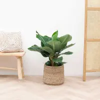 Green bubble Bananenplant - 80 cm