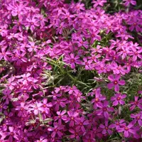 GP 25 x Kruipphlox of Vlambloem Rood - Bodembedekker Wintergroen - Phlox subulata 'Atropurpurea' in 9x9cm pot met hoogte 5-10cm