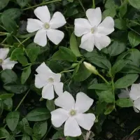 GP 6 x Maagdenpalm Wit - Bodembedekkers - Winterharde Tuinplanten - Vaste Planten - Vinca minor 'Gertrude Jekyll' in 9x9cm pot met hoogte 5-10cm