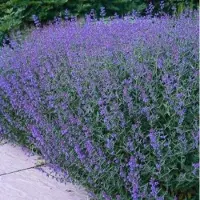 GP 6 x Kattenkruid Vaste Plant - Winterharde Tuinplant - Nepeta faassenii in 9x9cm pot met hoogte 5-10cm