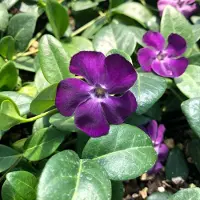 GP 6 x Paarse Maagdenpalm - Bodembedekkers Planten - Winterharde Tuinplanten - Vaste Planten - Vinca minor 'Atropurpurea' in 9x9cm pot met hoogte 5-10cm