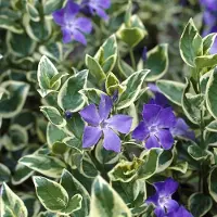 GP 6 x Grote Bonte Maagdenpalm - Wintergroene Bodembedekker - Vinca major 'Variegata' in 9x9cm pot met hoogte 5-10cm