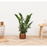 Green bubble Zamioculcas - 80cm