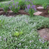 GP 6 x Kleine Tijm / Kruiptijm - Winterharde Bodembedekkers - Thymus serpyllum in 9x9cm pot met hoogte 5-10cm