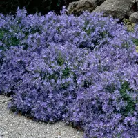 GP 6 x Klokjesbloem Blauw - Winterharde Bodembedekkers - Campanula poscharskyana in 9x9cm pot met hoogte 5-10cm