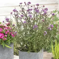 GP 6 x Lage Verbena 'Lollipop' Paars|Roze - Tuinplanten Winterhard - IJzerhard Lollipop in 9x9cm pot met hoogte 5-10cm