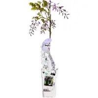 Hello Plants Wisteria Sinensis Caroline Blauwe Regen Lilapaars - Klimplant, Sierheester - Ø 15 cm - Hoogte: 65 cm