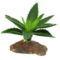 Lucky Reptile Agava Small