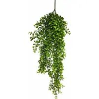 Coppens Hanging Pelaea rotundifolia green 88cm