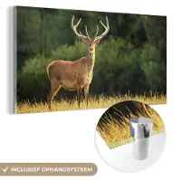MuchoWow - Glasschilderij - Acrylglas - Hert - Natuur - Weide - Bos - Natuur - Wanddecoratie natuur - Glasschilderij hert - 120x60 cm - Wanddecoratie - Kamer decoratie