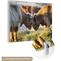 MuchoWow Glasschilderij 160x120 cm - Schilderij acrylglas - Schotse Hooglanders - Dieren - Zon - Foto op glas - Schilderijen