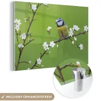 MuchoWow Glasschilderij - Pimpelmees - Tak - Bloemen - Bloesem takken - Vogel - Acrylglas - Foto op glas - 180x120 cm - Glasschilderij bloemen - Muurdecoratie - Glasschilderij vogels - Woondecoratie