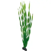 Hobby Plant Vallisneria 60CM