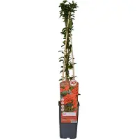 Hello Plants Vuurdoorn - 60-80 cm hoog - Rood