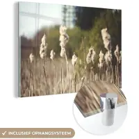 MuchoWow Glasschilderij 180x120 cm - Schilderij acrylglas - Katoen - Zon - Planten - Foto op glas - Schilderijen