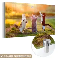 MuchoWow Glasschilderij - Foto op glas - Katten - Kat - Vlinder - Zonsondergang - Natuur - 160x80 cm - Acrylglas - Glasschilderij natuur - Schilderij glas - Muurdecoratie