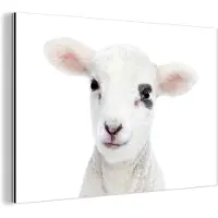MuchoWow Wanddecoratie Metaal - Aluminium Schilderij Industrieel - Lam - Wit - Dieren - Natuur - 150x100 cm - Dibond - Foto op aluminium - Industriële muurdecoratie - Voor de woonkamer/slaapkamer