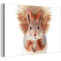 MuchoWow Wanddecoratie Metaal - Aluminium Schilderij Industrieel - Eekhoorn - Dieren - Natuur - Oranje - Wit - 30x20 cm - Dibond - Foto op aluminium - Industriële muurdecoratie - Voor de woonkamer/slaapkamer