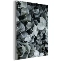 MuchoWow Wanddecoratie Metaal - Aluminium Schilderij Industrieel - Natuur - Planten - Eucalyptus - Bladeren - 90x120 cm - Dibond - Foto op aluminium - Industriële muurdecoratie - Voor de woonkamer/slaapkamer