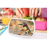 MuchoWow Broodtrommel Roze - Lunchbox - Brooddoos - Vogel - Toekan - Veren - Natuur - 18x12x6 cm - Kinderen - Meisje