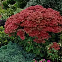GP 6 x Hemelsleutel of Vetkruid Rood - Tuinplant Winterhard - Sedum Herbstfreude in 9x9 pot met hoogte 0-10cm