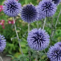 GP 25 x Kogeldistel Blauw|Grijs - Winterharde Tuinplant - Echinops bannaticus Blue Glow in 9x9cm pot met hoogte 5-10cm