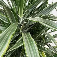 Green bubble Dracaena Warneckei vertakt - 150cm