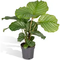 Hello Plants Calathea Orbifolia Pauwenplant - Ø 14 cm - Hoogte: 50 cm - Kamerplant