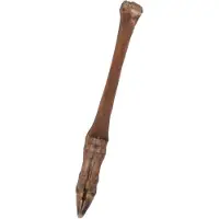Wielink 10x Ree-pootjes