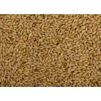 Uniestar Duivengerst 20kg