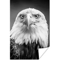 PosterMonkey Poster Arend - Roofvogel - Zwart - Wit - Dieren - 60x90 cm