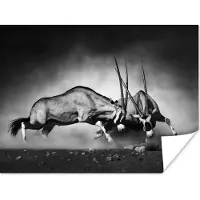 PosterMonkey Poster Antilope - Zwart wit - Portret - Wilde dieren - Dieren - 80x60 cm