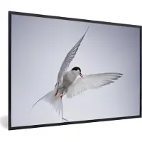 PosterMonkey Poster - Fotolijst - Vogels - Zwart wit - Licht - 90x60 cm - Posterlijst - Frame