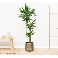 Green bubble Dracaena Janet Lind XL - 160cm