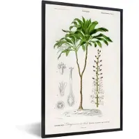 PosterMonkey Fotolijst incl. Poster - Plant - Vintage - Botanica - 20x30 cm - Posterlijst