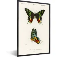 PosterMonkey Fotolijst incl. Poster - Vlinder - Vintage - Insecten - 60x90 cm - Posterlijst