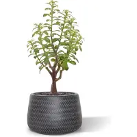 Maxifleur Kunstplanten Crassula Bonsai kunstplant 40cm - grijs