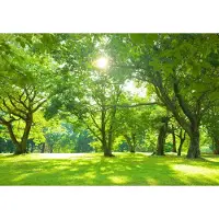 Consalnet Fotobehang - Bomen - Natuur - Park - Vliesbehang - (312 x 219 cm)
