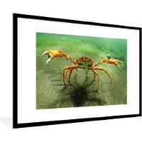 PosterMonkey Fotolijst incl. Poster - Japanse reuzenkrab loopt over de bodem van de oceaan - 120x80 cm - Posterlijst