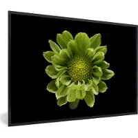 PosterMonkey Fotolijst incl. Poster - Een close-up van de Chrysanthemum bloem tegen een zwarte achtergrond - 120x80 cm - Posterlijst
