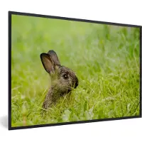 PosterMonkey Fotolijst incl. Poster - Konijn - Baby - Gras - 30x20 cm - Posterlijst