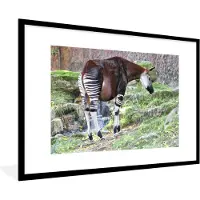 PosterMonkey Fotolijst incl. Poster - Okapi in de natuur - 90x60 cm - Posterlijst
