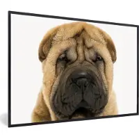 PosterMonkey Poster in fotolijst kinderen - Hond - Jongens - Sharpei - Huisdieren - Meisjes - Kinderen - Wanddecoratie meisjes - 60x40 cm - Decoratie voor kinderkamer - Poster slaapkamer