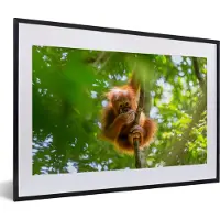 PosterMonkey Fotolijst incl. Poster - Aap - Boom - Dieren - 60x40 cm - Posterlijst
