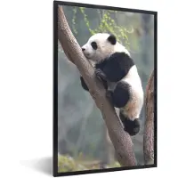 PosterMonkey Fotolijst incl. Poster - Panda - Dier - Boom - 60x90 cm - Posterlijst