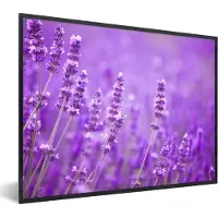 PosterMonkey Poster - Fotolijst - Bloemen - Paars - Lavendel - Natuur - Frame - Posterlijst - 80x60 cm - Poster lijst - Kamerdecoratie - Poster natuur - Poster bloemen - Foto met lijst