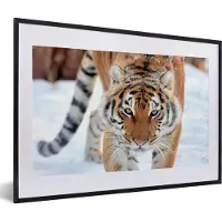 PosterMonkey Fotolijst incl. Poster - Tijger - Sneeuw - Dieren - 60x40 cm - Posterlijst - Kerstmis Decoratie - Kerstversiering - Kerstdecoratie Woonkamer - Kerstversiering - Kerstdecoratie voor binnen - Kerstmis