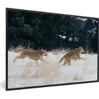 PosterMonkey Fotolijst incl. Poster - Wolf - Boom - Dieren - 120x80 cm - Posterlijst