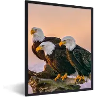 PosterMonkey Poster - Fotolijst - Vogels - Dieren - Arend - Roofvogel - Takken - 30x40 cm - Poster vogels - Frame poster - Poster in lijst - Poster natuur - Kamerdecoratie - Posters